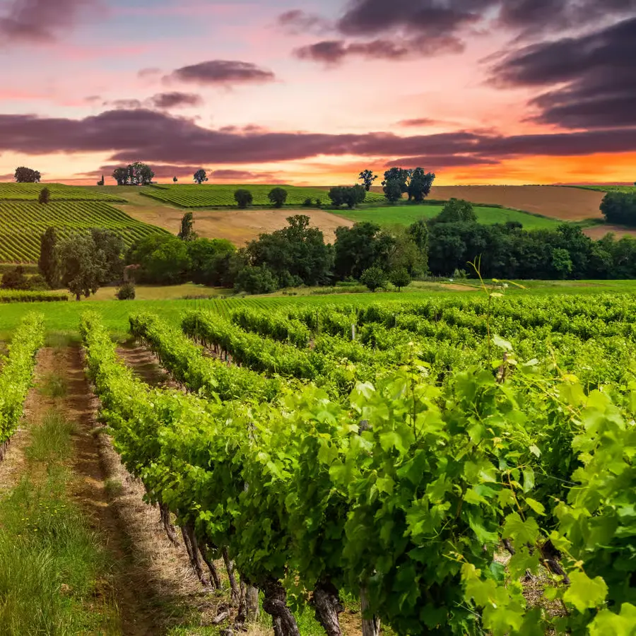 Wine Day CASABLANCA (Carro de 1 a 4 pessoas)