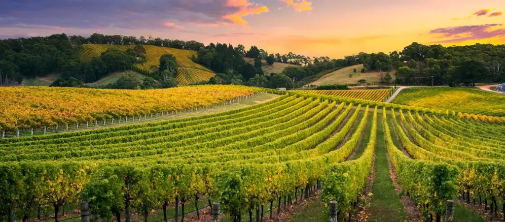 Wine Day ISLA DE MAIPO (Carro de 1 a 4 pessoas)